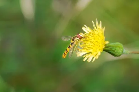 A type of hoverfly, sphaerophoria, feeding on the nectar of a wild yellow flo Stock Photos