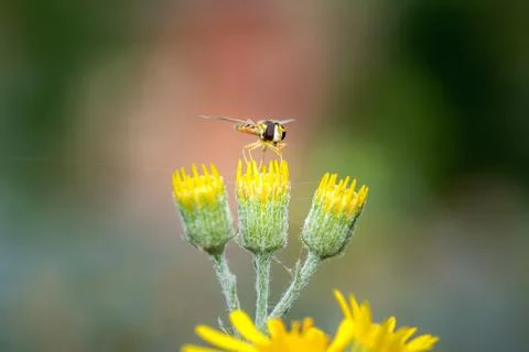 A type of hoverfly, sphaerophoria, feeding on the nectar of a wild yellow flo Stock Photos