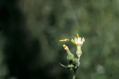 A type of hoverfly, sphaerophoria, feeding on the nectar of a wild yellow flo Stock Photos