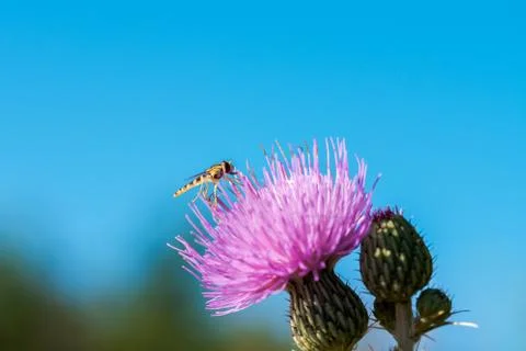 A type of hoverfly, sphaerophoria, feeding on the nectar of a wild flower, on Stock Photos
