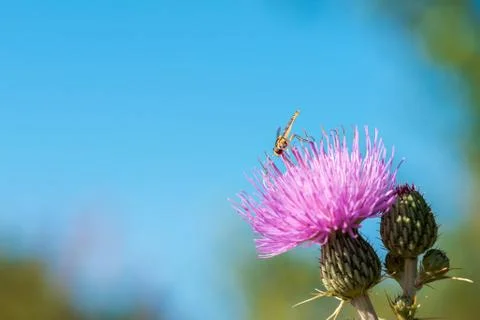 A type of hoverfly, sphaerophoria, feeding on the nectar of a wild flower, on Stock Photos