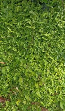 A type of mini grass with fresh green leaves that grows on the ground around tea Stock Photos
