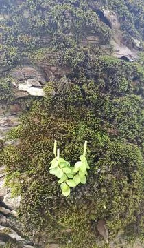 A type of moss plant or small fern that grows among the green moss on pine tree Stock-Fotos