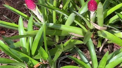 Type of Palm Blooming Stock Footage 231342952