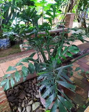 A type of palm tree that grows in the tropics in Indonesia Stock Photos