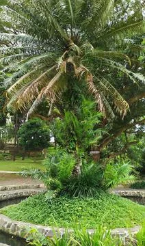 A type of palm tree that thrives in the yard Stock Photos