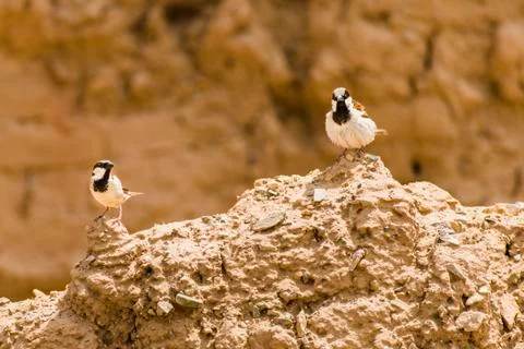 Type of sparrow. Stock Photos