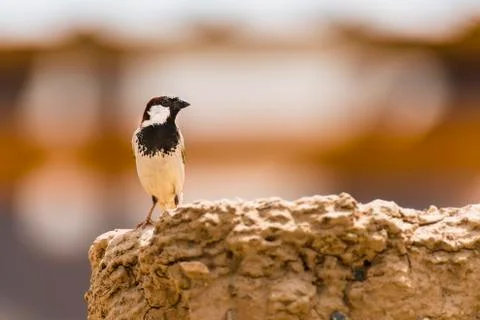 Type of sparrow. Stock Photos