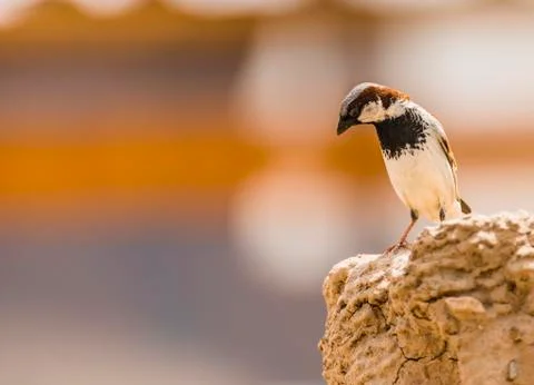 Type of sparrow. Stock Photos