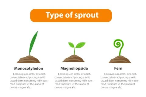 Type of sprout, Plant infographic, vector Stock Illustration