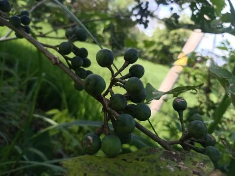 A type of vegetable that resembles a small eggplant Foto stock