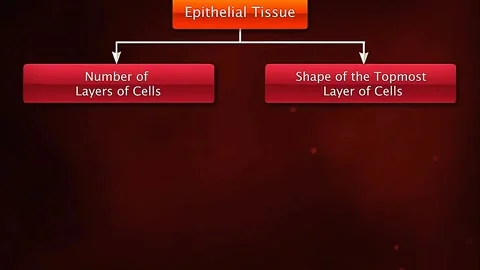 Types and classification of epithelial tissue Stock Footage 319944195