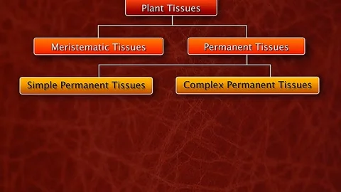 Types and functions of plant tissues Video stock 322544260