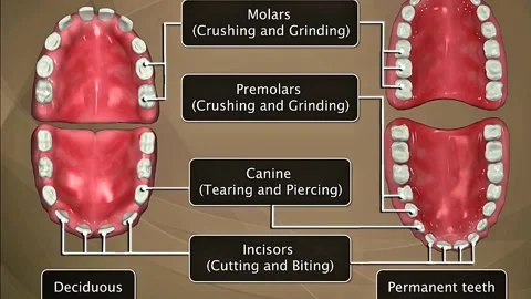 Types and functions of Teeth Stock Footage 322539141