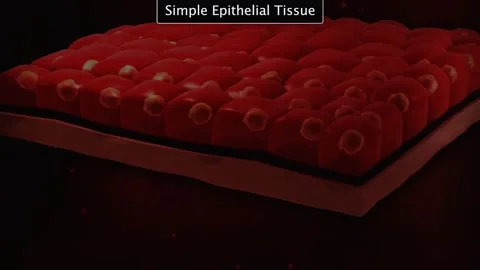 Types and location of simple epithelial tissue Stock Footage 319945068