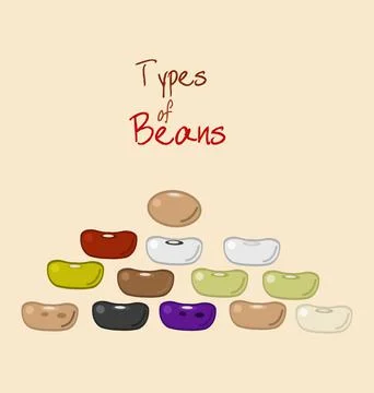 Types Of Beans, Flat Illustration. Beans Icons Set Stock Illustration