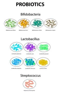 Types of bifidobacteria. Bifidumbacterium. Types of lactobacilli. Lactobacillus Stock Illustration