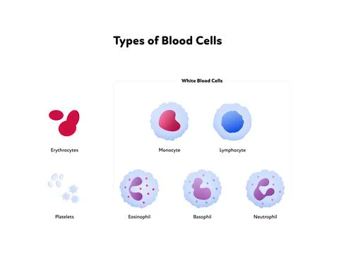 Types of blood cell and analysis concept. Vector flat healthcare illustration Stock Illustration