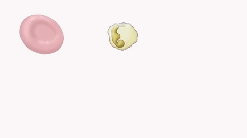 Types of Blood Cells Stock-Footage 194822248