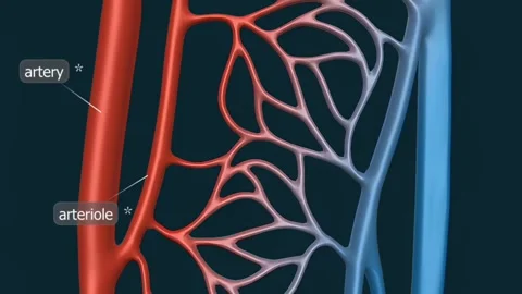 Types of blood vessels Stock Footage 270990859