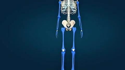 Types of bones of human body Video stock 320731453