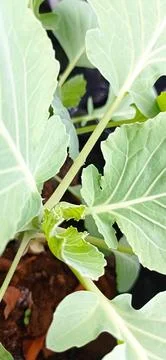 Types of Caisim Stock Photos