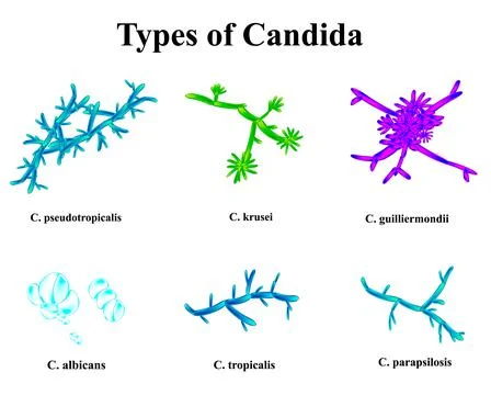Types of Candida. Anatomical structure of candida. illustration on isolated Stock Illustration