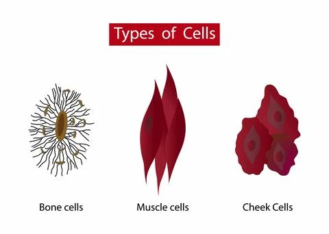 Types of cells in the human body, General structure of a skeletal muscle cell Stock Illustration