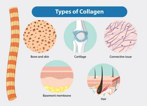 Types of Collagen in the Body Stock Illustration