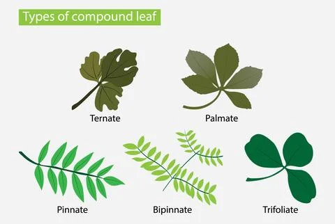 Types of compound leaf, Leaflets are attached to the tip of the petiole Stock Illustration