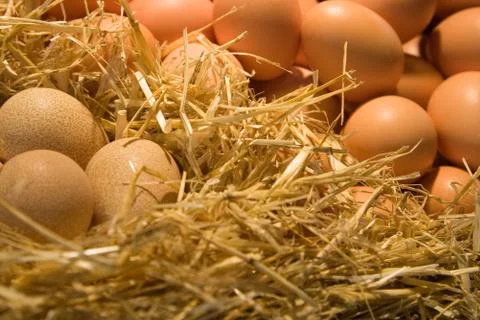 Types of eggs Stock Photos