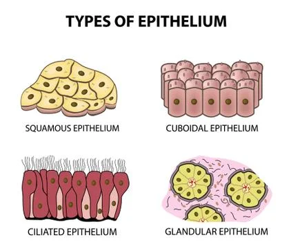 Types of epithelium. squamous, cubic, ciliated, glandular. Set. Infographics Stock Illustration