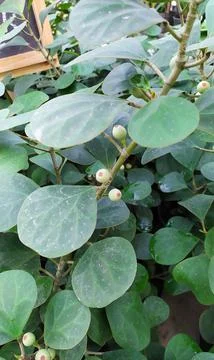 Types of ficus, weeping fig, fig tree, rubber plant called mistletoe fig or Ficu Stock Photos