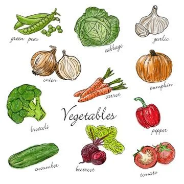 Types of fresh vegetables with description Stock Illustration