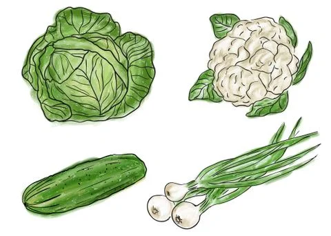 Types of fresh vegetables Stock-Illustration