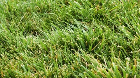 The types of grass in lawn Stock-Footage 139068614