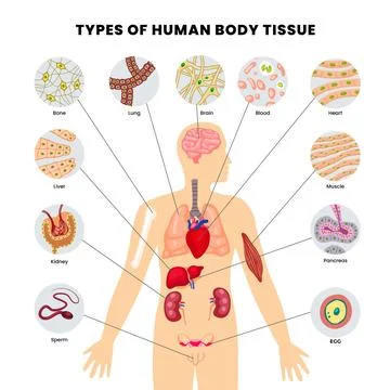 Types of human body tissues vector illustration. Labeled inner human organ .. Stock Illustration