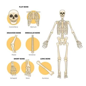 Types of human bones, types of bones, Labeled anatomical skeleton set schem.. Illustrazione stock