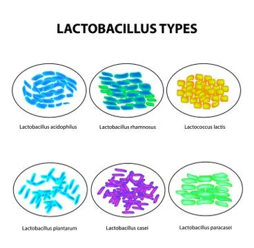 Types of lactobacilli. Lactobacillus. Good intestinal microflora. Infographics Stock Illustration