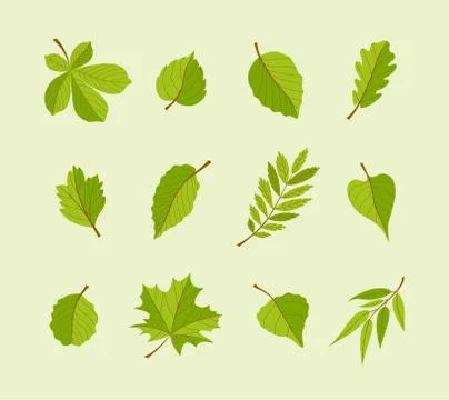 Types of Leaves - modern vector flat design icons set. Stock Illustration