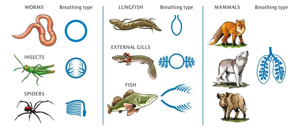 Types of lungs Stock Illustration