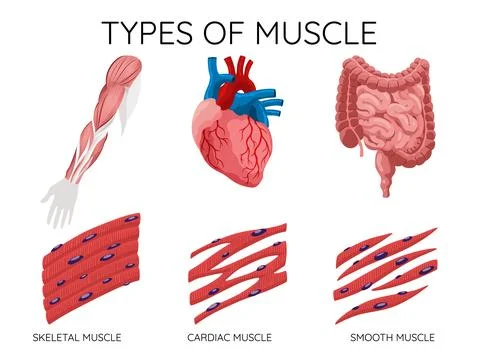 Types of muscle cells include skeletal, smooth, and cardiac muscles. Each muscle Stock Illustration