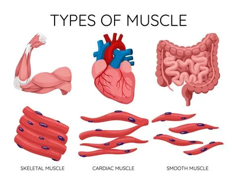 Types of muscle cells include skeletal, smooth, and cardiac muscles. Each muscle Stock Illustration