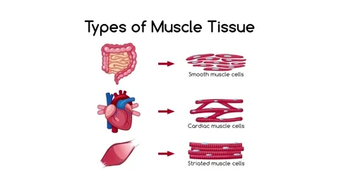Muscle Tissue Stock Video Footage | Royalty Free Muscle Tissue Videos ...