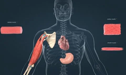 Types of muscle tissue in the human body Stock Illustration