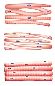 Types of muscles Stock Illustration