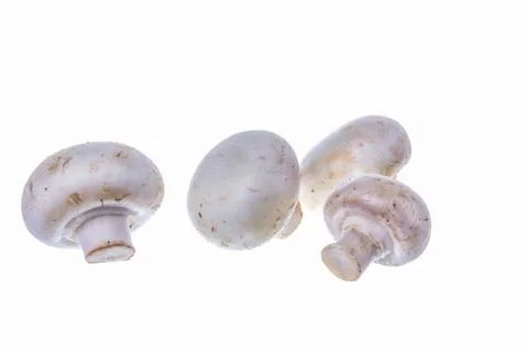 Types of mushrooms Stock Photos