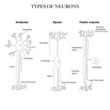 Types of neurons black and white line art Stock Illustration