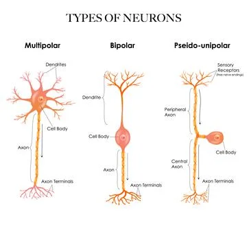 Types of neurons Illustrazione stock