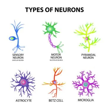 Types of neurons. Structure sensory, motor neuron, astrocyte, pyromidal, Betz Stock Illustration